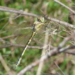 Hemicordulia tau at Boro, NSW - 29 Oct 2021