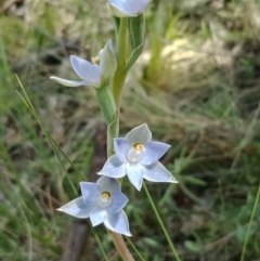 Thelymitra sp. (A Sun Orchid) at Stromlo, ACT - 23 Oct 2021 by Lou