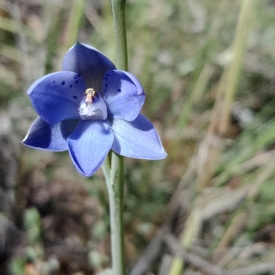 Thelymitra juncifolia (Dotted Sun Orchid) at Stromlo, ACT - 30 Oct 2021 by Lou