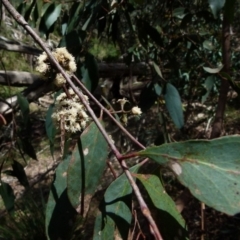 Eucalyptus dives (Broad-leaved Peppermint) at Boro, NSW - 29 Oct 2021 by Paul4K