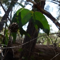 Eucalyptus dives at Boro, NSW - 29 Oct 2021