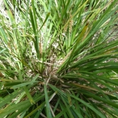 Lomandra longifolia (Spiny-headed Mat-rush, Honey Reed) at Boro, NSW - 28 Oct 2021 by Paul4K