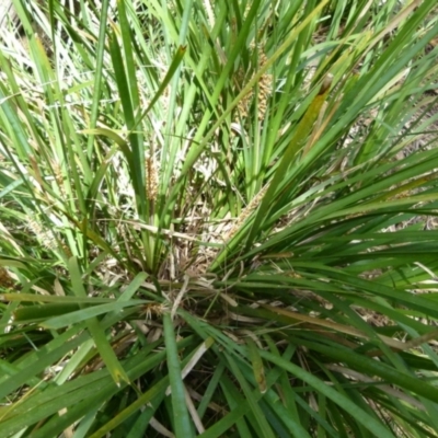 Lomandra longifolia (Spiny-headed Mat-rush, Honey Reed) at Boro - 28 Oct 2021 by Paul4K