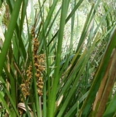 Lomandra longifolia at Boro, NSW - 29 Oct 2021