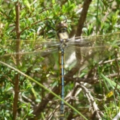 Hemicordulia tau (Tau Emerald) at Boro, NSW - 29 Oct 2021 by Paul4K