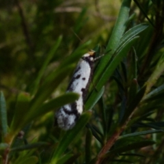 Philobota lysizona (A concealer moth) at Boro, NSW - 29 Oct 2021 by Paul4K