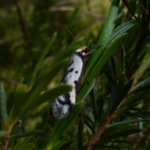 Philobota lysizona at Boro, NSW - 29 Oct 2021