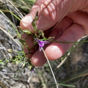 Thysanotus patersonii at Acton, ACT - 30 Oct 2021