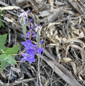 Veronica perfoliata at Acton, ACT - 30 Oct 2021