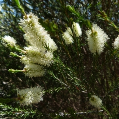 Melaleuca parvistaminea (Small-flowered Honey-myrtle) at Boro - 29 Oct 2021 by Paul4K