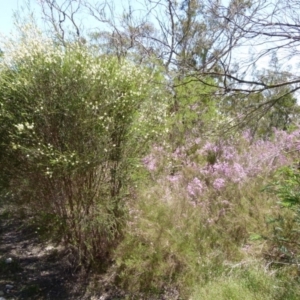 Melaleuca parvistaminea at Boro, NSW - 29 Oct 2021