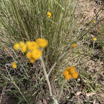 Chrysocephalum semipapposum (Clustered Everlasting) at Bruce, ACT - 30 Oct 2021 by Jenny54