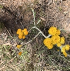 Chrysocephalum semipapposum at Bruce, ACT - 30 Oct 2021 03:30 PM