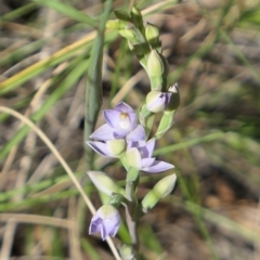 Thelymitra arenaria (Forest Sun Orchid) at MTR591 at Gundaroo - 28 Oct 2021 by MaartjeSevenster