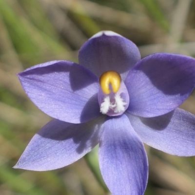 Thelymitra sp. (A Sun Orchid) at MTR591 at Gundaroo - 28 Oct 2021 by MaartjeSevenster