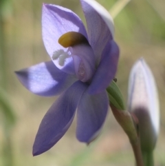 Thelymitra sp. at Gundaroo, NSW - 28 Oct 2021