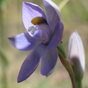 Thelymitra sp. at Gundaroo, NSW - 28 Oct 2021