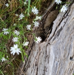 Stellaria pungens (Prickly Starwort) at Isaacs, ACT - 30 Oct 2021 by Mike