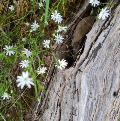 Stellaria pungens (Prickly Starwort) at Isaacs Ridge - 30 Oct 2021 by Mike