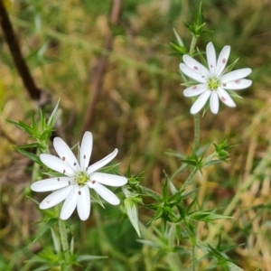 Stellaria pungens at Isaacs, ACT - 30 Oct 2021