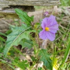 Solanum cinereum (Narrawa Burr) at Isaacs, ACT - 30 Oct 2021 by Mike