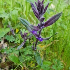 Ajuga australis (Austral Bugle) at Isaacs, ACT - 30 Oct 2021 by Mike