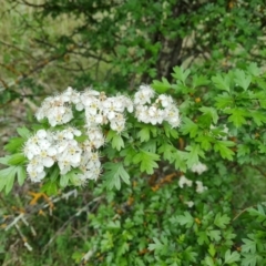 Crataegus monogyna (Hawthorn) at Isaacs, ACT - 30 Oct 2021 by Mike