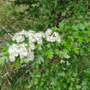 Crataegus monogyna at Isaacs, ACT - 30 Oct 2021 04:12 PM