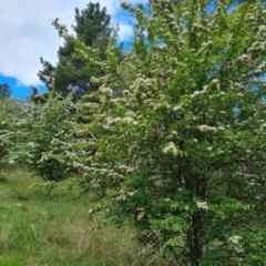 Crataegus monogyna at Isaacs, ACT - 30 Oct 2021