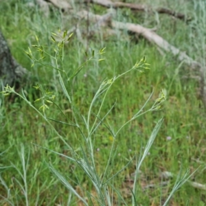 Senecio quadridentatus at Isaacs, ACT - 30 Oct 2021