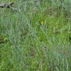 Senecio quadridentatus at Isaacs, ACT - 30 Oct 2021 04:50 PM