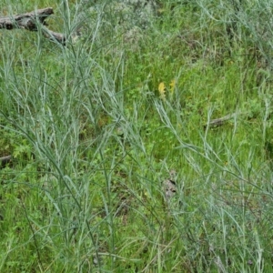 Senecio quadridentatus at Isaacs, ACT - 30 Oct 2021