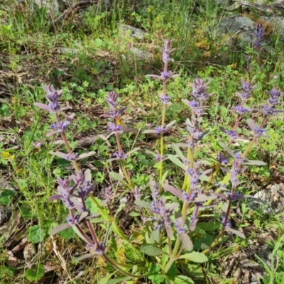 Ajuga australis (Austral Bugle) at Isaacs, ACT - 30 Oct 2021 by Mike