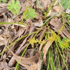 Lomandra filiformis (Wattle Mat-rush) at Isaacs Ridge - 30 Oct 2021 by Mike