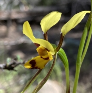 Diuris sulphurea at Stromlo, ACT - 30 Oct 2021