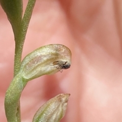 Hymenochilus cycnocephalus (Swan greenhood) at Stromlo, ACT - 30 Oct 2021 by AJB