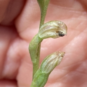 Hymenochilus cycnocephalus at Stromlo, ACT - 30 Oct 2021