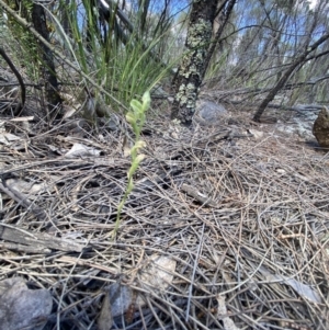 Hymenochilus cycnocephalus at Stromlo, ACT - 30 Oct 2021