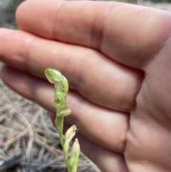 Hymenochilus cycnocephalus at Stromlo, ACT - 30 Oct 2021