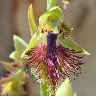 Calochilus montanus (Copper Beard Orchid) at Acton, ACT - 30 Oct 2021 by AJB