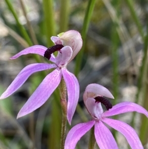 Caladenia congesta at Acton, ACT - suppressed