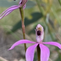 Caladenia congesta at Acton, ACT - suppressed