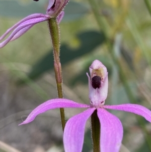 Caladenia congesta at Acton, ACT - suppressed