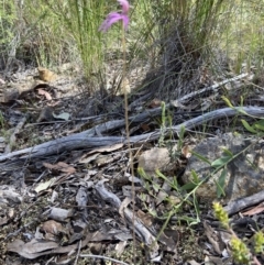 Caladenia congesta at Acton, ACT - 30 Oct 2021