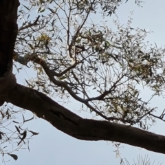 Eucalyptus mannifera subsp. mannifera at Isaacs, ACT - 30 Oct 2021 05:06 PM