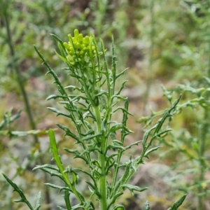 Senecio bathurstianus at Isaacs, ACT - 30 Oct 2021 04:56 PM