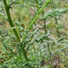 Senecio bathurstianus at Isaacs, ACT - 30 Oct 2021 04:56 PM