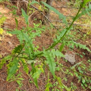 Senecio hispidulus at Isaacs, ACT - 30 Oct 2021