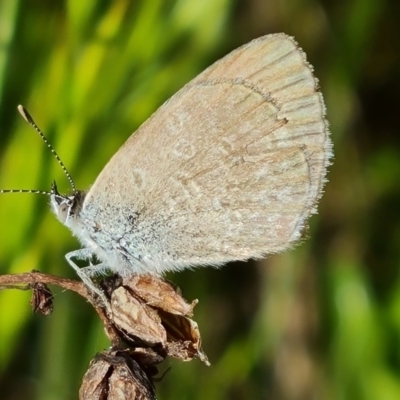 Zizina otis (Common Grass-Blue) at Isaacs Ridge - 30 Oct 2021 by Mike