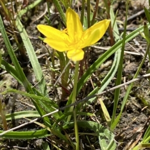 Hypoxis hygrometrica at Stromlo, ACT - 30 Oct 2021